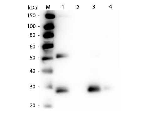 Western Blot of Anti-Rat IgG F(ab')2 (RABBIT) Antibody (p/n 612-4104). Lane M: 3 μl Molecular Ladder. Lane 1: Rat IgG whole molecule (p/n 012-0102). Lane 2: Rat IgG F(c) Fragment (p/n 012-0103). Lane 3: Rat IgG Fab Fragment (p/n 012-0105). Lane 4: Rat IgM Whole Molecule (p/n 012-0107). All samples were reduced. Load: 50 ng per lane. Block: MB-070 for 30 min at RT. Primary Antibody: Anti-Rat IgG F(ab')2 (RABBIT) Antibody (p/n 612-4104) 1:1,000 for 60 min at RT. Secondary Antibody: Anti-Rabbit IgG (GOAT) Peroxidase Conjugated Antibody (p/n 611-103-122) 1:40,000 in MB-070 for 30 min at RT. Predicted/Observed Size: 25 and 55 kDa for Rat IgG, 25 kDa for F(c) and Fab, 78 and 25 kDa for IgM. Rat F(c) migrates slightly higher.