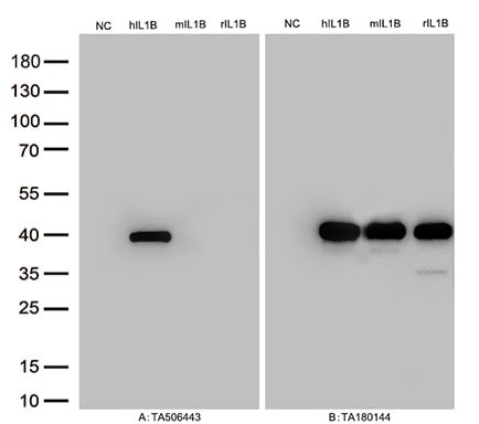 Figure A, Western blot analysis of overexpressed lysates(25ug per lane)  from  HEK293T cells transfected with empty plasmid (<a href = "https://www.origene.com/catalog/vectors/mammalian-expression-vectors/ps100001-pcmv6-entry-mammalian-expression-vector" title="PS100001" class="">PS100001</a>, NC) , human IL1B plasmid (<a href = "https://www.origene.com/catalog/cdna-clones/expression-plasmids/rc202079-il1-beta-il1b-nm-000576-human-tagged-orf-clone" title="RC202079" class="">RC202079</a>, hIL1B), mouse IL1B  plasmid (<a href = "https://www.origene.com/catalog/cdna-clones/expression-plasmids/mr226719-il1b-nm-008361-mouse-tagged-orf-clone" title="MR226719" class="">MR226719</a>, mIL1B), rat IL1B plasmid (<a href = "https://www.origene.com/catalog/cdna-clones/expression-plasmids/rr211023-il1b-nm-031512-rat-tagged-orf-clone" title="RR211023" class="">RR211023</a>, rIL1B) using anti-IL1B antibody TA506443 (1:500). Figure B, Western blot analysis of  the same samples as figure A with anti-DDK antibody (<a href = "https://www.origene.com/catalog/antibodies/tag-antibodies/ta180144-ddk-flag-mouse-monoclonal-antibody-clone-oti11c3" title="TA180144" class="">TA180144</a>, 1:1000)
