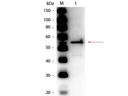 Western Blot of Rabbit anti-Aldehyde Dehydrogenase (yeast) Antibody Peroxidase Conjugated.   Lane 1:  Aldehyde Dehydrogenase (yeast).  Load:  50 ng per lane. Primary antibody:  Rabbit anti-Aldehyde Dehydrogenase (yeast) Antibody Peroxidase Conjugated at 1:1,000 overnight at 4°C. Secondary antibody: n/a. Block:  MB-070 for 30 min at RT. Predicted/Observed size:  55 kDa, 55 kDa for Aldehyde Dehydrogenase (yeast).