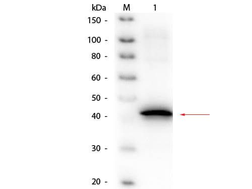 Western Blot of Goat anti-Sarcosine Oxidase (Microbial) Antibody Biotin Conjugated.   Lane 1:  Sarcosine Oxidase (Microbial).   Load:  50 ng per lane. Primary antibody: Goat anti-Sarcosine Oxidase (Microbial) Antibody Biotin Conjugated at 1:1,000 overnight at 4°C. Secondary antibody: HRP streptavidin secondary antibody at 1:40,000 for 30 min at RT. Block:  MB-070 for 30 min at RT. Predicted/Observed size:  45 kDa, 45 kDa for Sarcosine Oxidase monomeric alpha subunit.