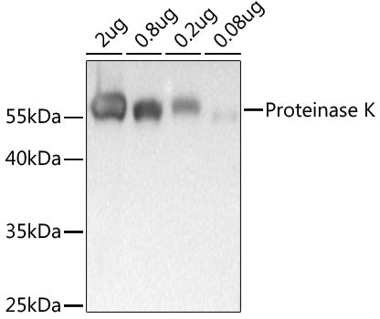 Western blot analysis of recombinant Proteinase K Protein using Proteinase K Rabbit pAb (TA380401) at 1:1000 dilution incubated overnight at 4℃.<br/>Secondary antibody: HRP-conjugated Goat anti-Rabbit IgG (H+L) at 1:10000 dilution.<br/>Lysates/proteins: 25μg per lane.<br/>Blocking buffer: 3% nonfat dry milk in TBST.<br/>Detection: ECL Basic Kit .<br/>Exposure time: .