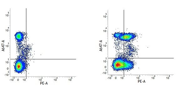 Figure A. Alexa Fluor647 conjugated mouse anti human CD4 (<a href="https://www.bio-rad-antibodies.com/product/partnumber/MCA1267A647.html">MCA1267A647</a>) and RPE conjugated rat IgG2b isotype control (<a href="https://www.bio-rad-antibodies.com/product/partnumber/MCA6006PE.html">MCA6006PE</a>). Figure B. Alexa Fluor647 conjugated mouse anti human CD4 (<a href="https://www.bio-rad-antibodies.com/product/partnumber/MCA1267A647.html">MCA1267A647</a>) and RPE conjugated rat anti human CD28 (<strong>MCA709PE</strong>). All experiments performed on human Peripheral blood lymphocytes in the presence of Human SeroBlock (<a href="https://www.bio-rad-antibodies.com/product/partnumber/BUF070A.html">BUF070A</a>).