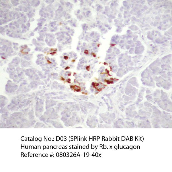 SPlink HRP Rabbit DAB Detection Kit