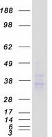 Coomassie blue staining of purified ACKR2 protein (Cat# TP302459). The protein was produced from HEK293T cells transfected with ACKR2 cDNA clone (Cat# <a href = "https://www.origene.com/catalog/cdna-clones/expression-plasmids/rc202459-chemokine-receptor-d6-ackr2-nm-001296-human-tagged-orf-clone" title="RC202459" class="">RC202459</a>) using MegaTran 2.0 (Cat# <a href = "https://www.origene.com/catalog/others/transfection-reagents/tt210002-megatran-20-plasmid-dna-transfection-reagent-05-ml" title="TT210002" class="">TT210002</a>).