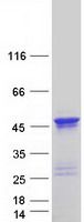 Coomassie blue staining of purified DCX protein (Cat# <a href = "https://www.origene.com/catalog/proteins/recombinant-proteins/tp306454-doublecortin-dcx-nm-178153-human-recombinant-protein" title="TP306454" class="">TP306454</a>). The protein was produced from HEK293T cells transfected with DCX cDNA clone (Cat# <a href = "https://www.origene.com/catalog/cdna-clones/expression-plasmids/rc206454-doublecortin-dcx-nm-178153-human-tagged-orf-clone" title="RC206454" class="">RC206454</a>) using MegaTran 2.0 (Cat# <a href = "https://www.origene.com/catalog/others/transfection-reagents/tt210002-megatran-20-plasmid-dna-transfection-reagent-05-ml" title="TT210002" class="">TT210002</a>).