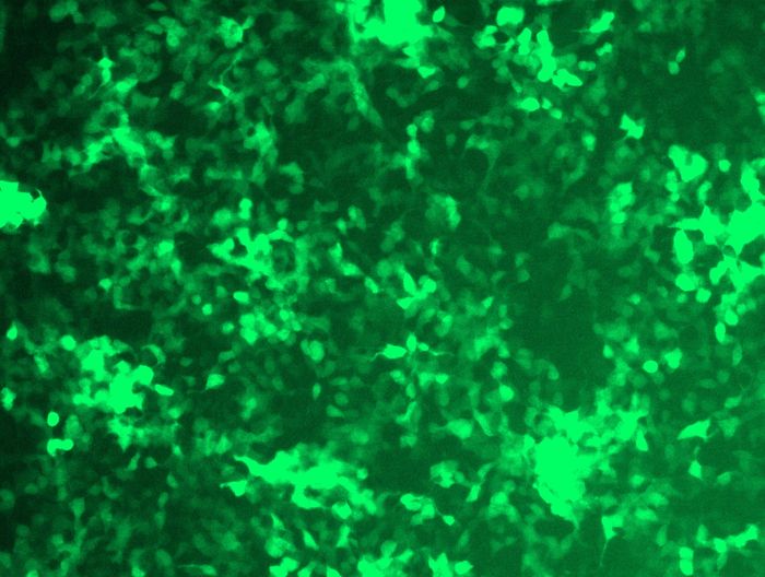 GFP signal was observed under microscope at 48 hours after transduction of TL316756A virus into HEK293 cells. TL316756A virus was prepared using lenti-shRNA TL316756A and <a href = "https://www.origene.com/catalog/others/lentiviral-packaging-kits/tr30037-lentiviral-packaging-kits" title="TR30037" class="">TR30037</a> packaging kit.