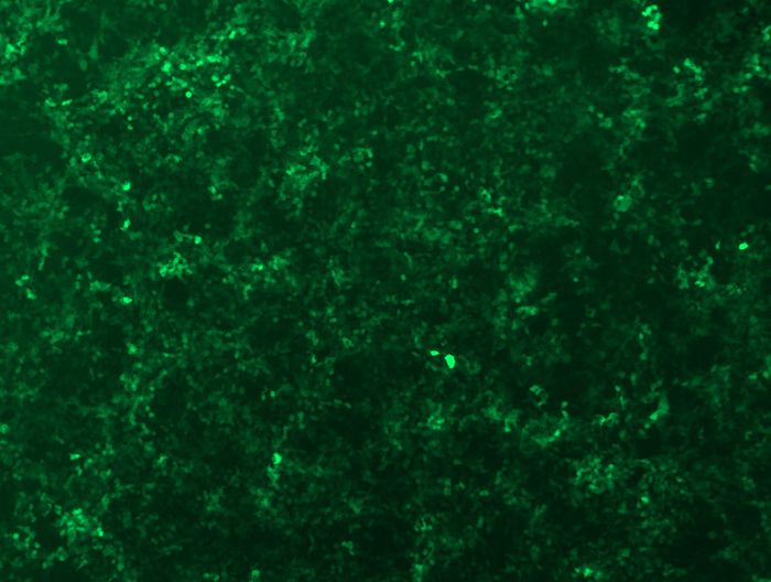 GFP signal was observed under microscope at 48 hours after transduction of TL312942B virus into HEK293 cells. TL312942B virus was prepared using lenti-shRNA TL312942B and <a href = "https://www.origene.com/catalog/others/lentiviral-packaging-kits/tr30037-lentiviral-packaging-kits" title="TR30037" class="">TR30037</a> packaging kit.