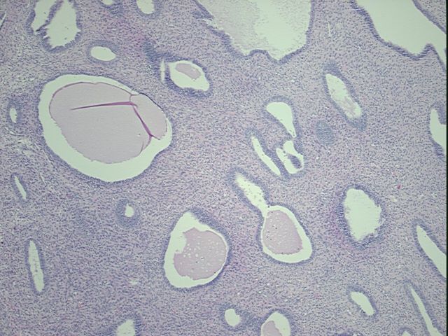 4x Image