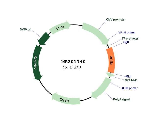 Circular map for MR201740