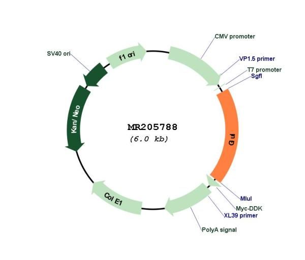 Circular map for MR205788