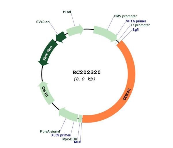 Circular map for RC202320