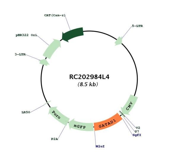 Circular map for RC202984L4