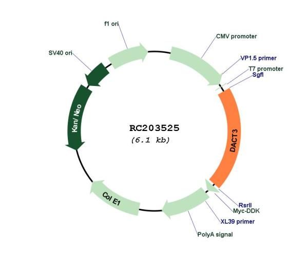Circular map for RC203525