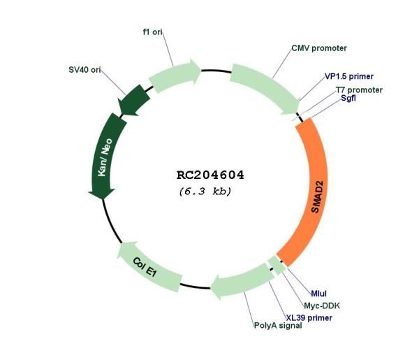 Circular map for RC204604