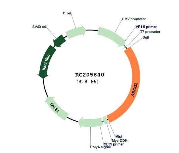 Circular map for RC205640