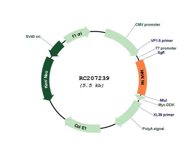 Circular map for RC207239