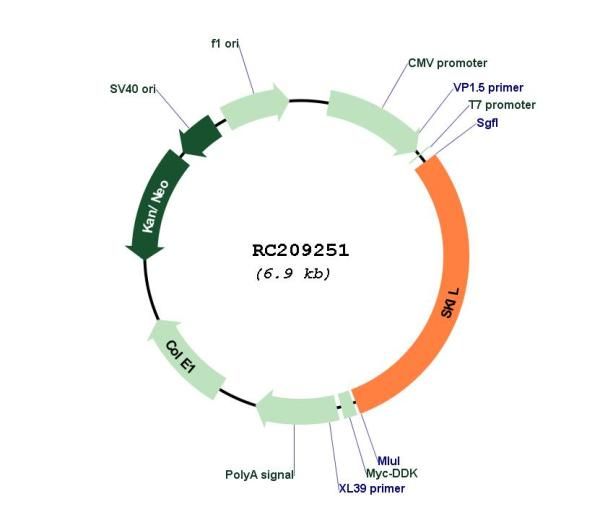 Circular map for RC209251