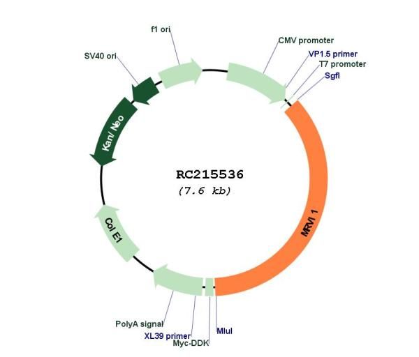 Circular map for RC215536