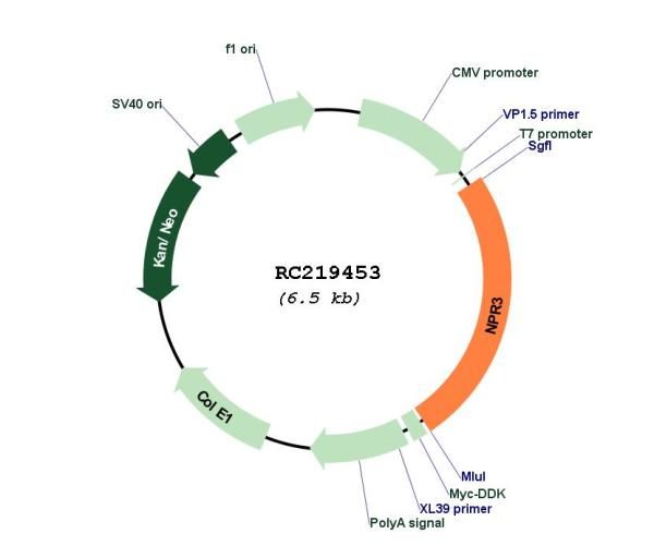 Circular map for RC219453