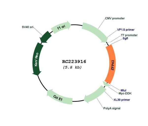 Circular map for RC223916