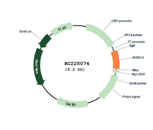 Circular map for RC225074