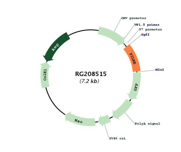 Circular map for RG208515