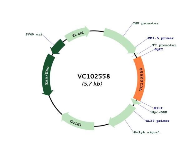 Circular map for VC102558