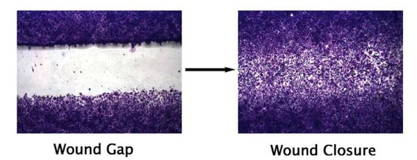 Assay Kit – Cat# MBS168434