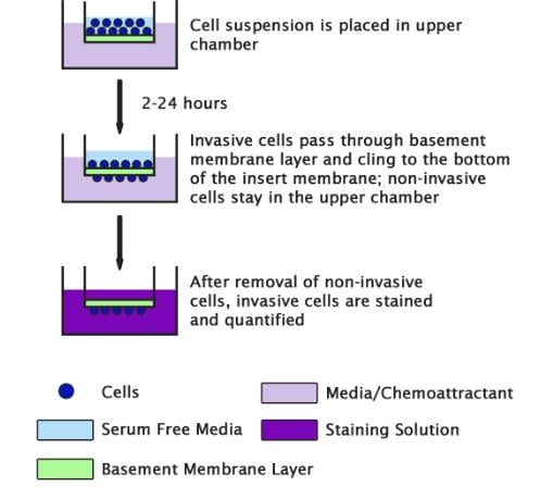 Assay Kit, Testing Data #2 – Cat# MBS168726
