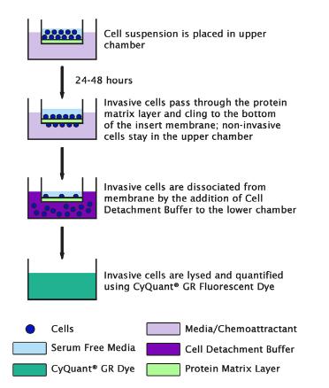 Assay Kit – Cat# MBS168078