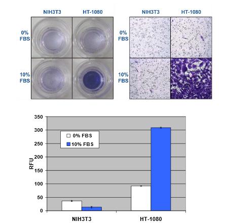 Assay Kit, Testing Data #3 – Cat# MBS168078