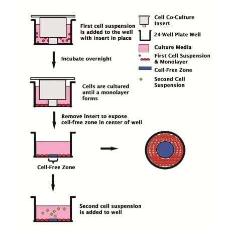 Assay Kit – Cat# MBS168183