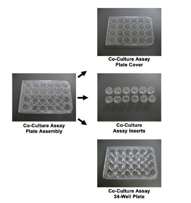 Assay Kit, Testing Data #2 – Cat# MBS168183