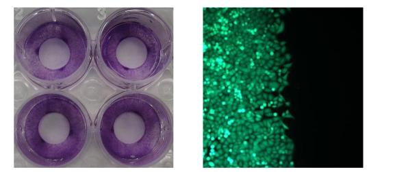 Assay Kit, Testing Data #3 – Cat# MBS168183