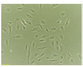 Assay Kit – Cat# MBS168234