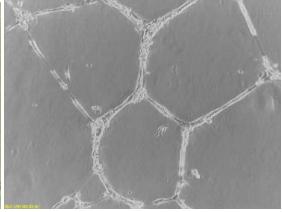 Assay Kit, Testing Data #2 – Cat# MBS168234