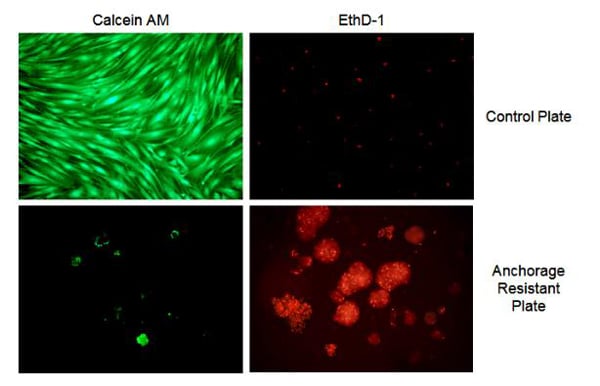 Assay Kit, Testing Data #2 – Cat# MBS168327