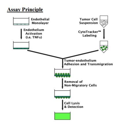 Assay Kit – Cat# MBS169012