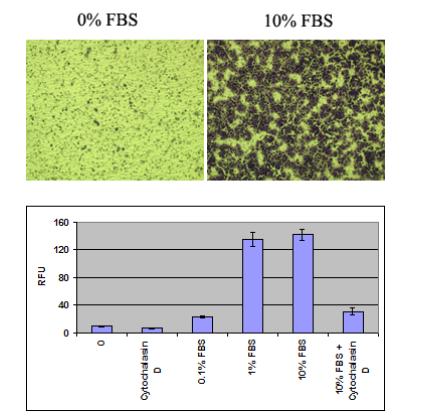 Assay Kit, Testing Data #4 – Cat# MBS169058