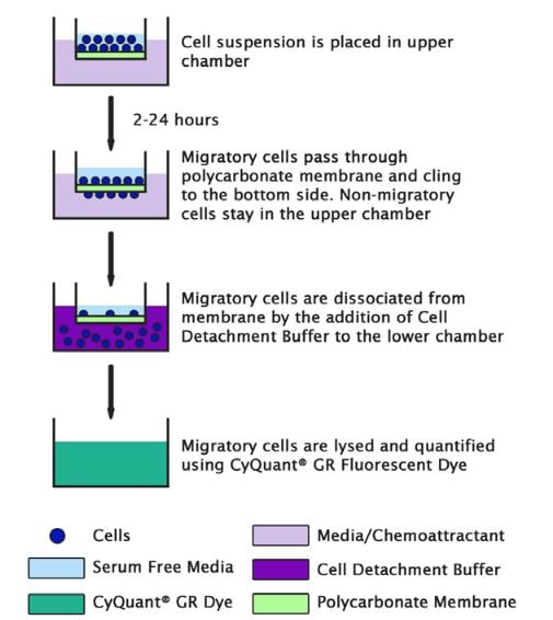 Assay Kit – Cat# MBS169058