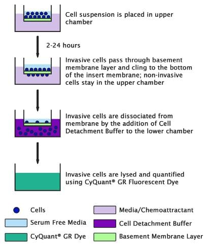 Assay Kit, Testing Data #2 – Cat# MBS169058