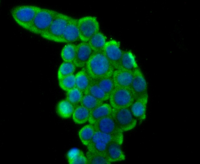 Anti-RAD51 Antibody (4A386)