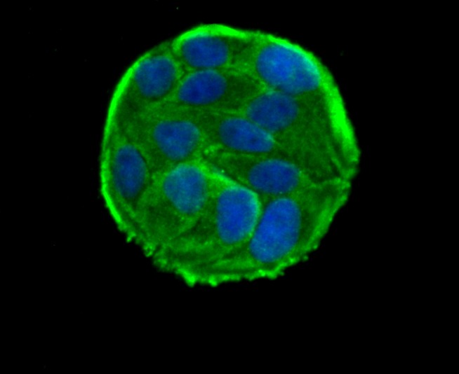 Anti-RAD51 Antibody (4A386)