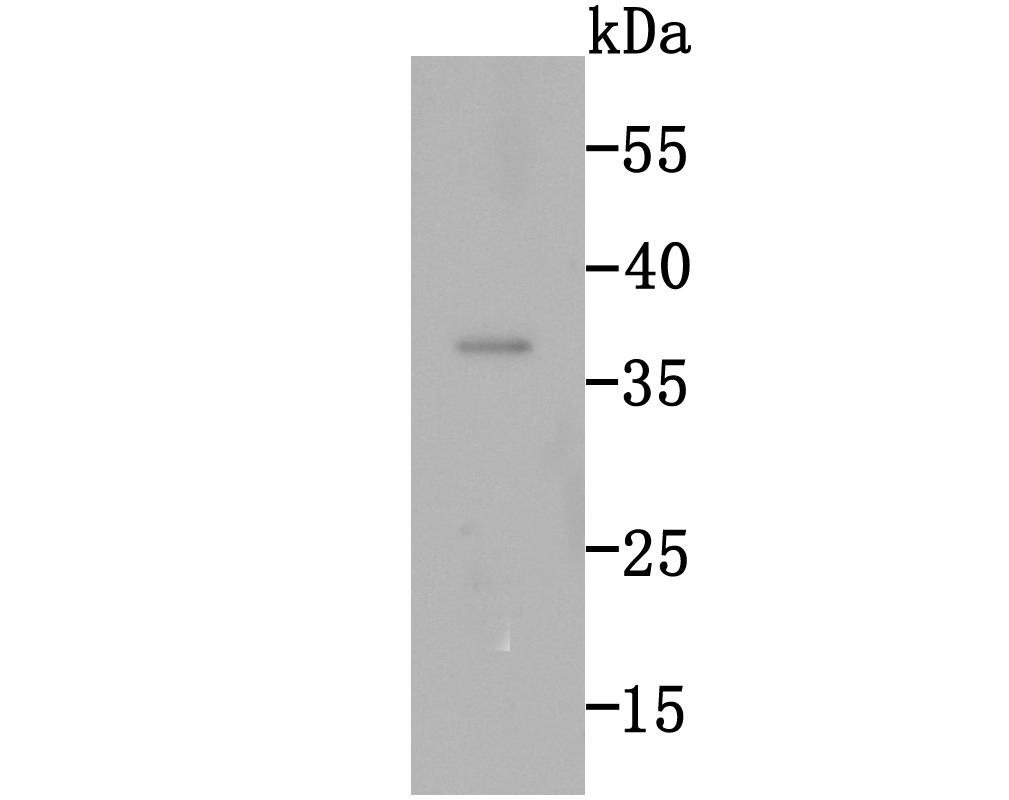 Anti-RAD51 Antibody (4A386)