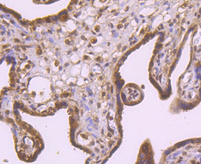 Anti-RAD51 Antibody (4A386)