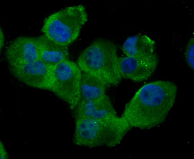 Anti-RAD51 Antibody (4A386)