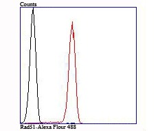 Anti-RAD51 Antibody (4A386)