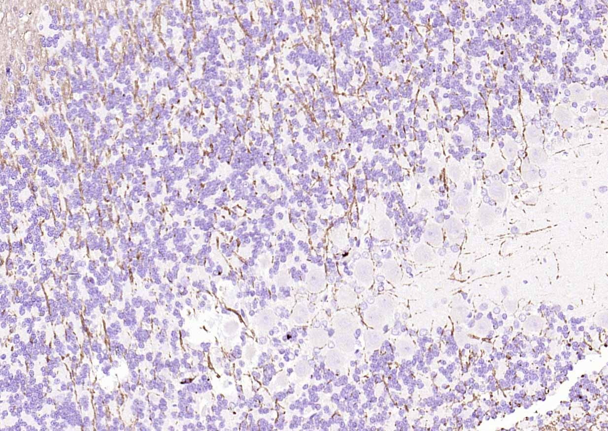 Anti-MBP Polyclonal Antibody