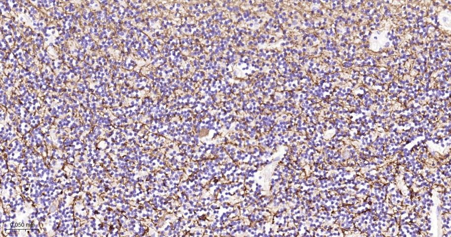 Anti-MBP Polyclonal Antibody 2