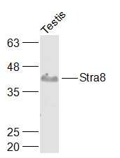 Anti-Stra8 Polyclonal Antibody